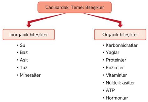 inorganik bileşikler yapıya katılır mı